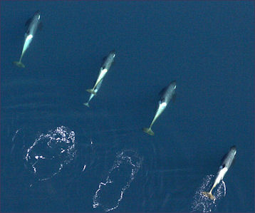 20120522-killer whale Four_killer_whales.JPG